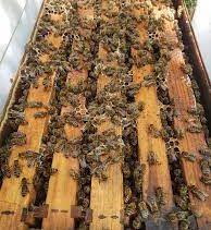 5-frame Nuc Bees, Italian