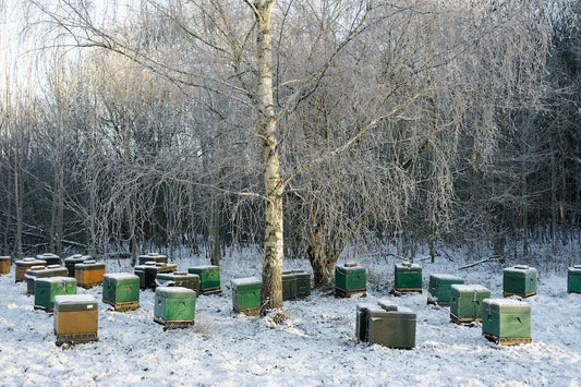 How to Prepare Your Honey Bee Colonies for Fall & Winter (NOW BUY THE RECORDING)