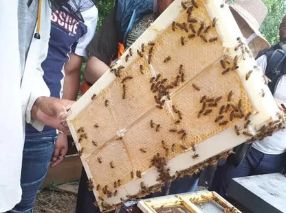 Comb Honey Box, 500 g