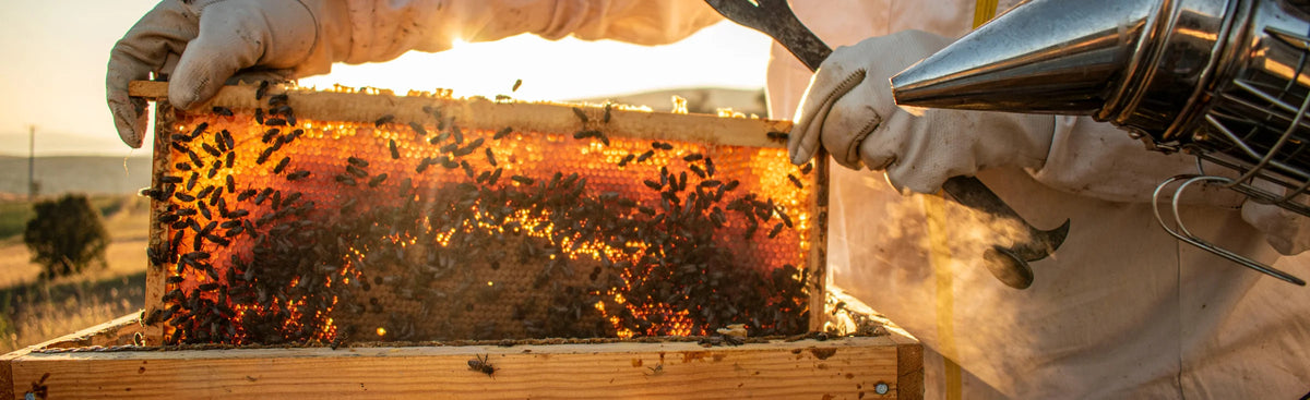 Bees, Beekeeping Supplies & Services – Bee & Comb