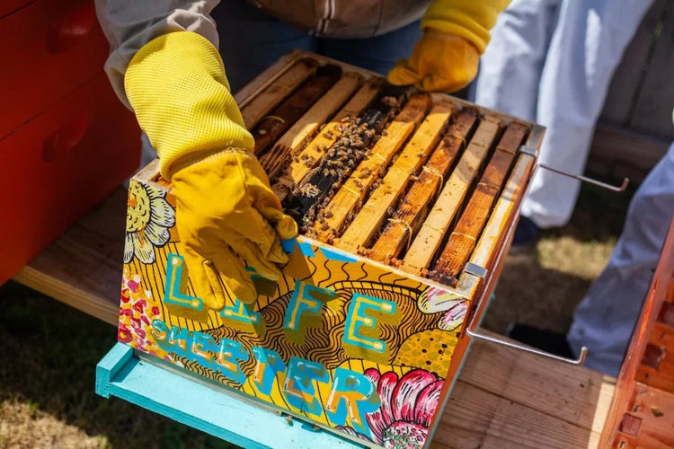 Bees, Beekeeping Supplies & Services – Bee & Comb